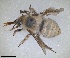  ( - RMNH.INS.1661603)  @11 [ ] by-nc-sa (2024) Unspecified Naturalis Biodiversity Centre