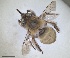  ( - RMNH.INS.1661604)  @11 [ ] by-nc-sa (2024) Unspecified Naturalis Biodiversity Centre