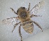 ( - RMNH.INS.1661605)  @11 [ ] by-nc-sa (2024) Unspecified Naturalis Biodiversity Centre