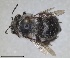  (Anthophora atroalba - RMNH.INS.1661608)  @11 [ ] by-nc-sa (2024) Unspecified Naturalis Biodiversity Centre