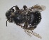  ( - RMNH.INS.1661609)  @11 [ ] by-nc-sa (2024) Unspecified Naturalis Biodiversity Centre