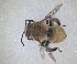  (Anthophora ferruginea - RMNH.INS.1661616)  @11 [ ] by-nc-sa (2024) Unspecified Naturalis Biodiversity Centre