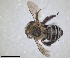  ( - RMNH.INS.1661619)  @11 [ ] by-nc-sa (2024) Unspecified Naturalis Biodiversity Centre