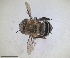  ( - RMNH.INS.1661620)  @11 [ ] by-nc-sa (2024) Unspecified Naturalis Biodiversity Centre