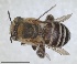  ( - RMNH.INS.1661623)  @11 [ ] by-nc-sa (2024) Unspecified Naturalis Biodiversity Centre