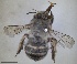  ( - RMNH.INS.1661628)  @11 [ ] by-nc-sa (2024) Unspecified Naturalis Biodiversity Centre