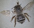  ( - RMNH.INS.1661629)  @11 [ ] by-nc-sa (2024) Unspecified Naturalis Biodiversity Centre