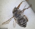  ( - RMNH.INS.1661630)  @11 [ ] by-nc-sa (2024) Unspecified Naturalis Biodiversity Centre