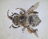  (Anthophora harmalae - RMNH.INS.1661644)  @11 [ ] by-nc-sa (2024) Unspecified Naturalis Biodiversity Centre