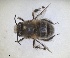  ( - RMNH.INS.1661698)  @11 [ ] by-nc-sa (2024) Unspecified Naturalis Biodiversity Centre