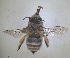  ( - RMNH.INS.1661699)  @11 [ ] by-nc-sa (2024) Unspecified Naturalis Biodiversity Centre