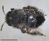  ( - RMNH.INS.1661707)  @11 [ ] by-nc-sa (2024) Unspecified Naturalis Biodiversity Centre