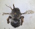  (Anthophora orientalis - RMNH.INS.1662250)  @11 [ ] by-nc-sa (2024) Unspecified Naturalis Biodiversity Centre