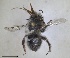  ( - RMNH.INS.1662412)  @11 [ ] by-nc-sa (2024) Unspecified Naturalis Biodiversity Centre