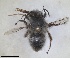  ( - RMNH.INS.1662414)  @11 [ ] by-nc-sa (2024) Unspecified Naturalis Biodiversity Centre