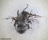  ( - RMNH.INS.1662415)  @11 [ ] by-nc-sa (2024) Unspecified Naturalis Biodiversity Centre