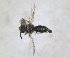  (Panurginus brullei - RMNH.INS.1662440)  @11 [ ] by-nc-sa (2024) Unspecified Naturalis Biodiversity Centre