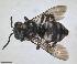  ( - RMNH.INS.1662446)  @11 [ ] by-nc-sa (2024) Unspecified Naturalis Biodiversity Centre