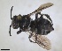  ( - RMNH.INS.1662447)  @11 [ ] by-nc-sa (2024) Unspecified Naturalis Biodiversity Centre
