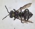 ( - RMNH.INS.1662448)  @11 [ ] by-nc-sa (2024) Unspecified Naturalis Biodiversity Centre