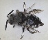  ( - RMNH.INS.1662563)  @11 [ ] by-nc-sa (2024) Unspecified Naturalis Biodiversity Centre