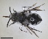  ( - RMNH.INS.1662565)  @11 [ ] by-nc-sa (2024) Unspecified Naturalis Biodiversity Centre