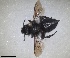  ( - RMNH.INS.1662570)  @11 [ ] by-nc-sa (2024) Unspecified Naturalis Biodiversity Centre