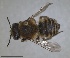  (Megachile atlantica - RMNH.INS.1662594)  @11 [ ] by-nc-sa (2024) Unspecified Naturalis Biodiversity Centre