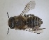  ( - RMNH.INS.1662595)  @11 [ ] by-nc-sa (2024) Unspecified Naturalis Biodiversity Centre