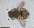  ( - RMNH.INS.1662596)  @11 [ ] by-nc-sa (2024) Unspecified Naturalis Biodiversity Centre