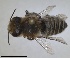  (Megachile binominata - RMNH.INS.1662597)  @11 [ ] by-nc-sa (2024) Unspecified Naturalis Biodiversity Centre