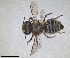  ( - RMNH.INS.1662598)  @11 [ ] by-nc-sa (2024) Unspecified Naturalis Biodiversity Centre
