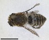  ( - RMNH.INS.1662599)  @11 [ ] by-nc-sa (2024) Unspecified Naturalis Biodiversity Centre