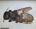  (Megachile foersteri - RMNH.INS.1662607)  @11 [ ] by-nc-sa (2024) Unspecified Naturalis Biodiversity Centre