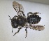  ( - RMNH.INS.1662620)  @11 [ ] by-nc-sa (2024) Unspecified Naturalis Biodiversity Centre