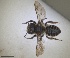  ( - RMNH.INS.1662622)  @11 [ ] by-nc-sa (2024) Unspecified Naturalis Biodiversity Centre
