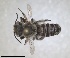  ( - RMNH.INS.1662623)  @11 [ ] by-nc-sa (2024) Unspecified Naturalis Biodiversity Centre