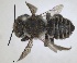  ( - RMNH.INS.1662624)  @11 [ ] by-nc-sa (2024) Unspecified Naturalis Biodiversity Centre