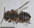  ( - RMNH.INS.1662625)  @11 [ ] by-nc-sa (2024) Unspecified Naturalis Biodiversity Centre