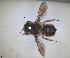  ( - RMNH.INS.1662626)  @11 [ ] by-nc-sa (2024) Unspecified Naturalis Biodiversity Centre