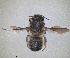  ( - RMNH.INS.1662627)  @11 [ ] by-nc-sa (2024) Unspecified Naturalis Biodiversity Centre
