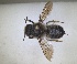  ( - RMNH.INS.1662628)  @11 [ ] by-nc-sa (2024) Unspecified Naturalis Biodiversity Centre