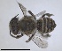  (Megachile troodica - RMNH.INS.1662632)  @11 [ ] by-nc-sa (2024) Unspecified Naturalis Biodiversity Centre