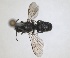 ( - RMNH.INS.1662646)  @11 [ ] by-nc-sa (2024) Unspecified Naturalis Biodiversity Centre