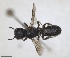  ( - RMNH.INS.1662647)  @11 [ ] by-nc-sa (2024) Unspecified Naturalis Biodiversity Centre