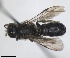  ( - RMNH.INS.1662648)  @11 [ ] by-nc-sa (2024) Unspecified Naturalis Biodiversity Centre