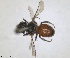  ( - RMNH.INS.1662649)  @11 [ ] by-nc-sa (2024) Unspecified Naturalis Biodiversity Centre