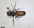  ( - RMNH.INS.1662650)  @11 [ ] by-nc-sa (2024) Unspecified Naturalis Biodiversity Centre