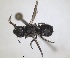  ( - RMNH.INS.1662656)  @11 [ ] by-nc-sa (2024) Unspecified Naturalis Biodiversity Centre