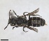  ( - RMNH.INS.1662657)  @11 [ ] by-nc-sa (2024) Unspecified Naturalis Biodiversity Centre